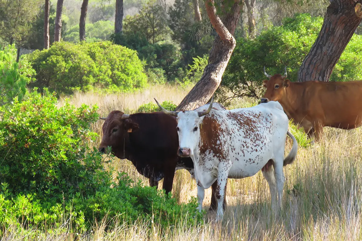 Excursión Doñana desde sevilla 2 días y una noche