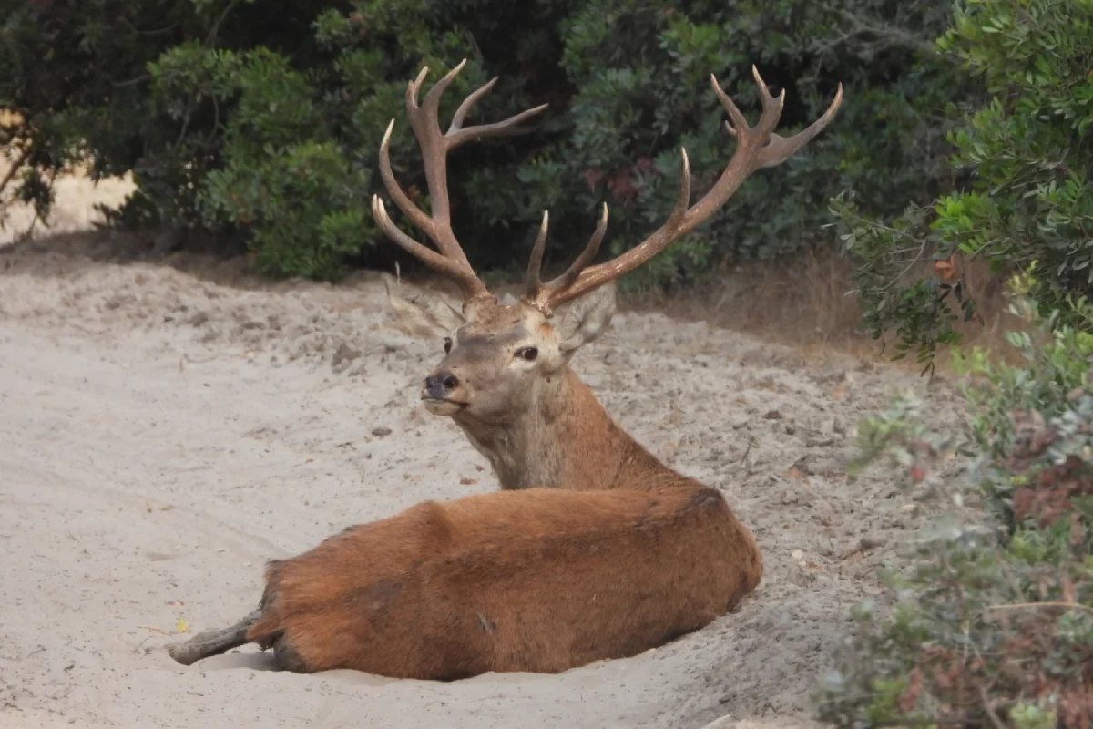 Excursión al Parque de Doñana