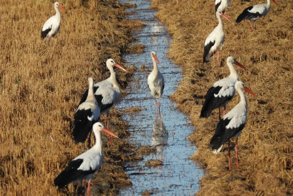 Excursión Doñana desde sevilla 2 días y una noche