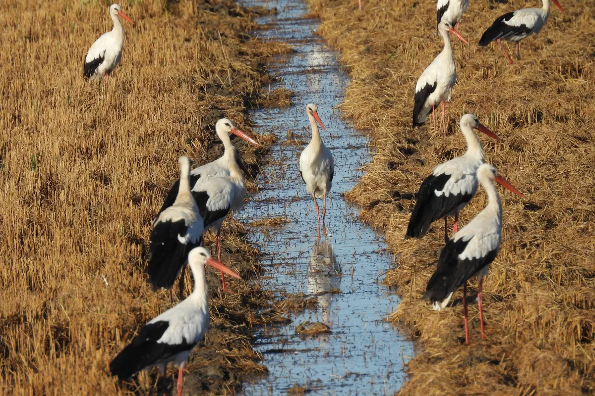 Excursión Doñana desde sevilla 2 días y una noche