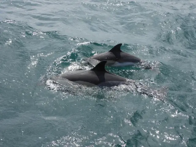 Avistamiento de delfines desde Sevilla