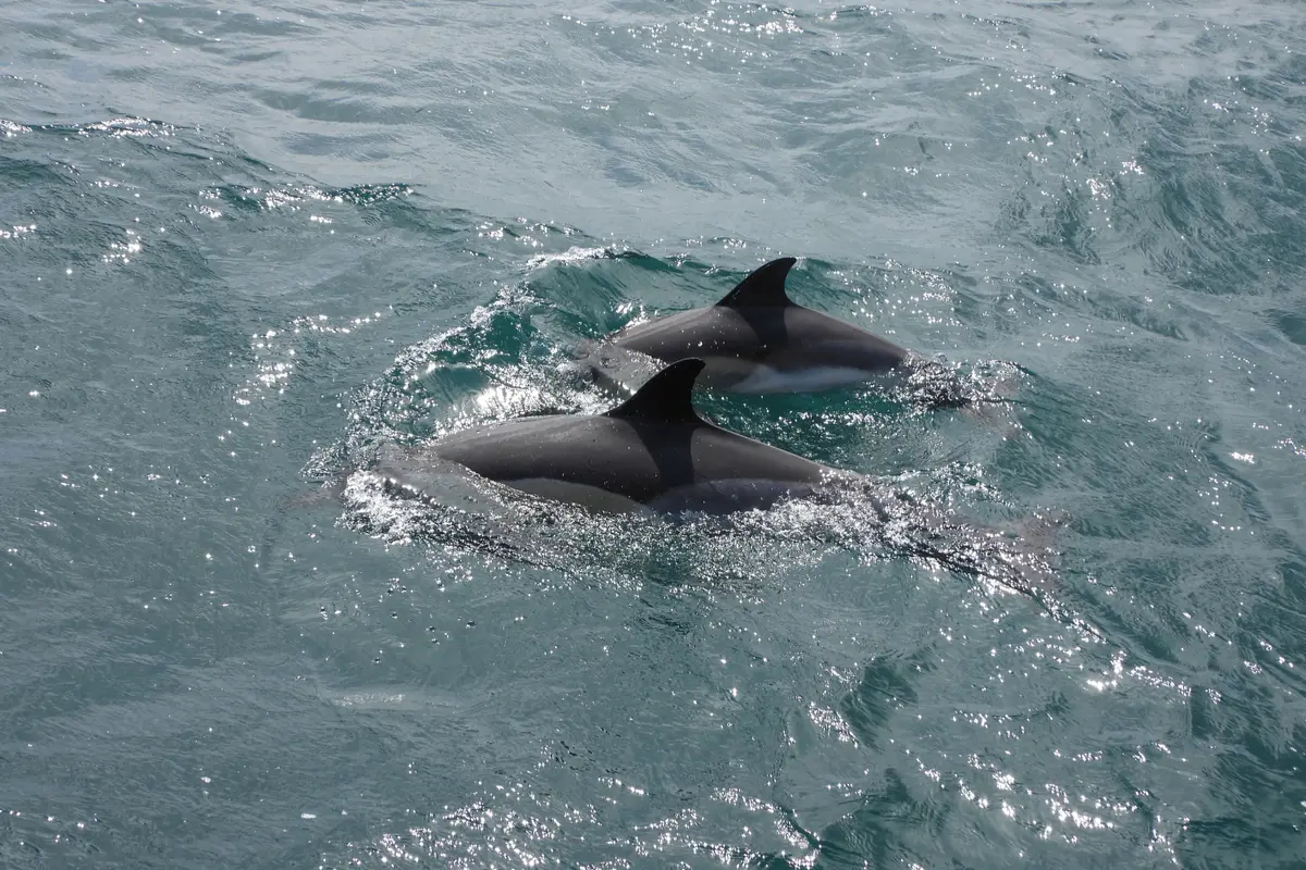 Avistamiento de delfines desde Sevilla