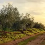 Basilippo Oleoturismo: visita guiada a la hacienda de olivar