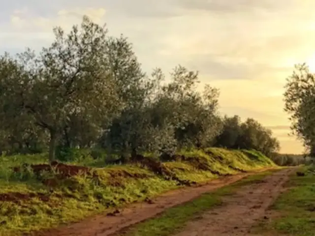 Basilippo Oleoturismo: visita guiada à quinta de olival