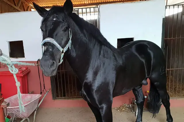 Paseo a caballo desde Villamanrique