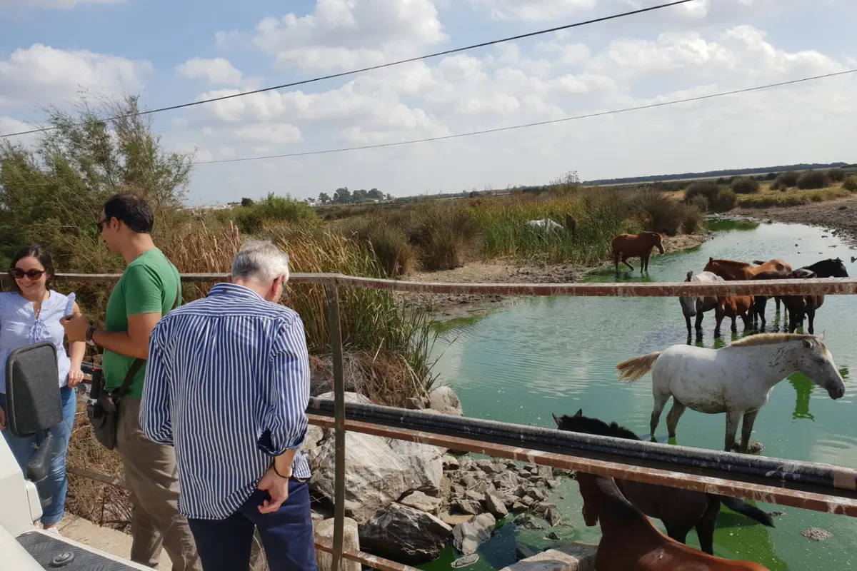Excursión privada al Parque Nacional de Doñana desde Sevilla