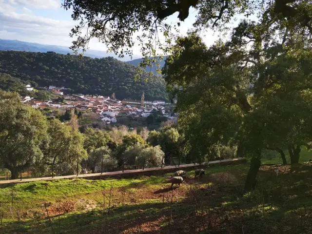 Ausflug nach Aracena und zur Ruta des Iberischen Schweins