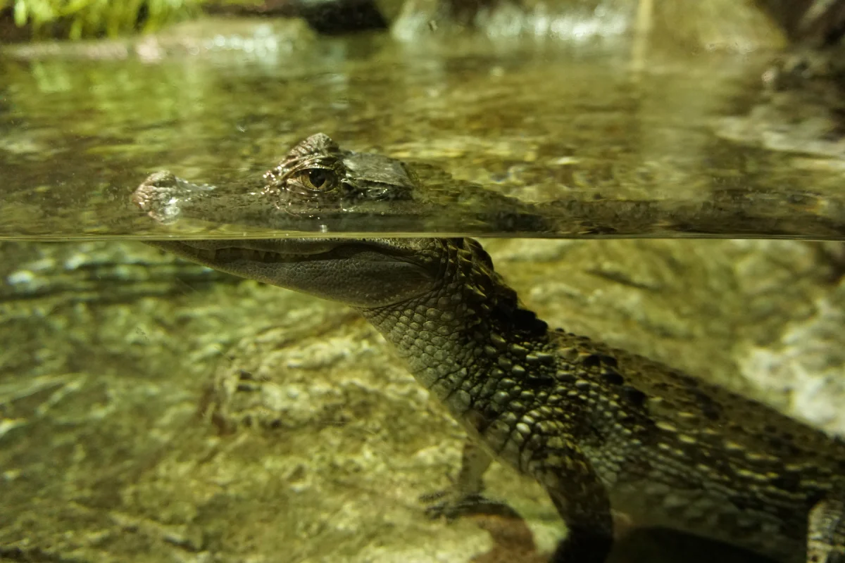 Visita al Acuario de Sevilla