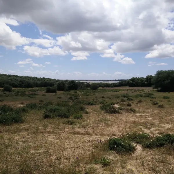 Dehesa de Abajo, La Puebla del Río