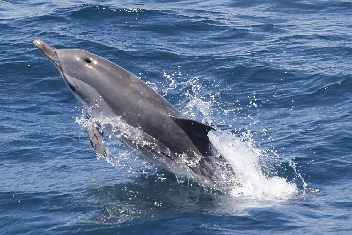 Avistamiento de delfines desde Sevilla