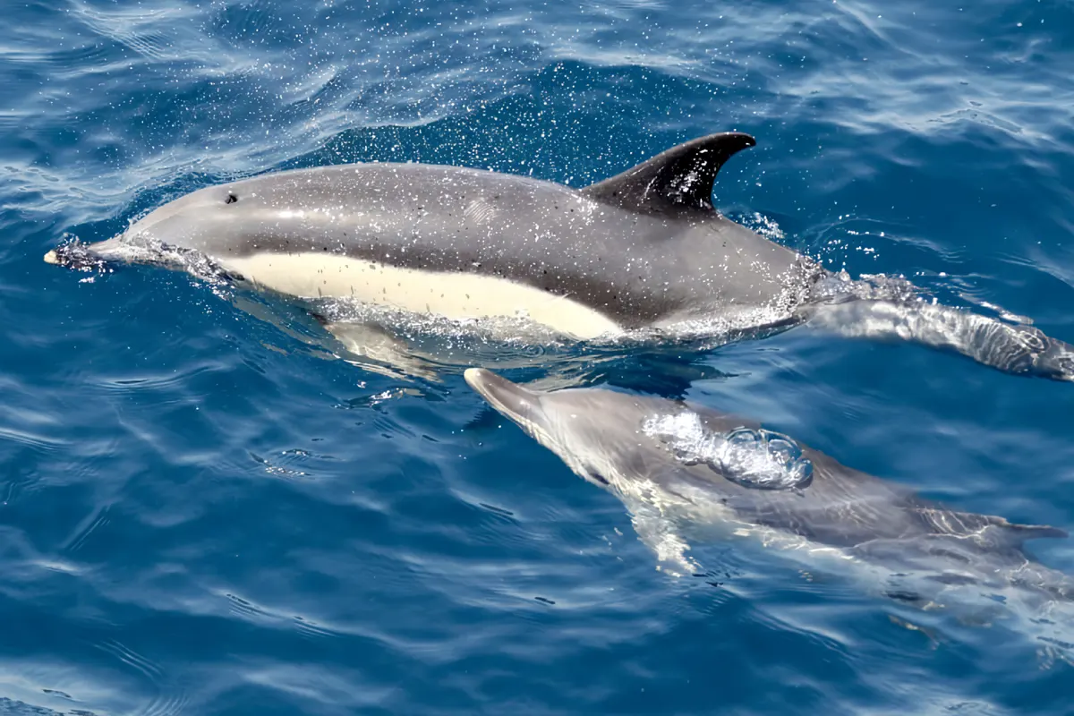 Avistamiento de delfines desde Sevilla
