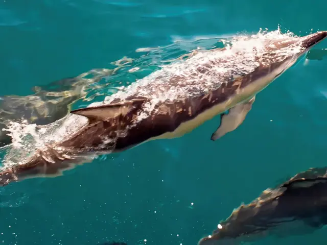 Avistamiento de delfines desde Sevilla