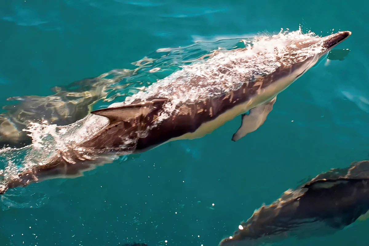 Avistamiento de delfines desde Sevilla