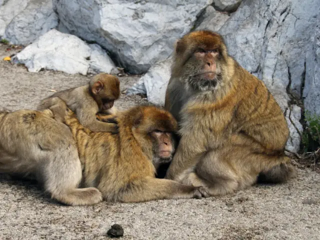 Excursión de 3 países: Gibraltar y Tánger (2 días)