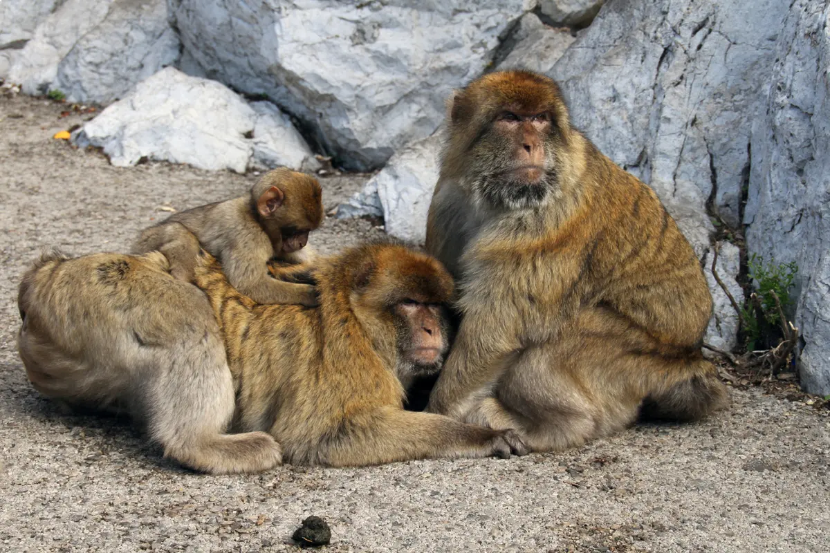 Excursión de 3 países: Gibraltar y Tánger (2 días)