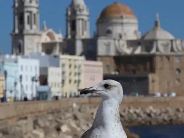 Excursión a Jerez, Cádiz y bodegas desde Sevilla