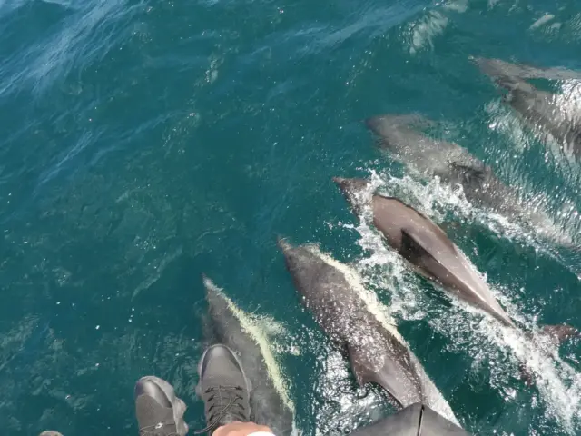 Avistamiento de delfines desde Sevilla