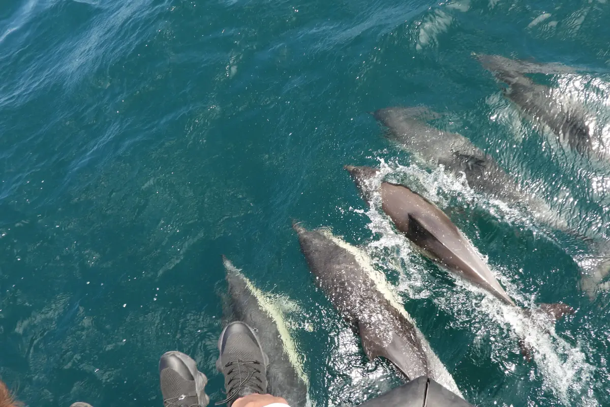 Avistamiento de delfines desde Sevilla