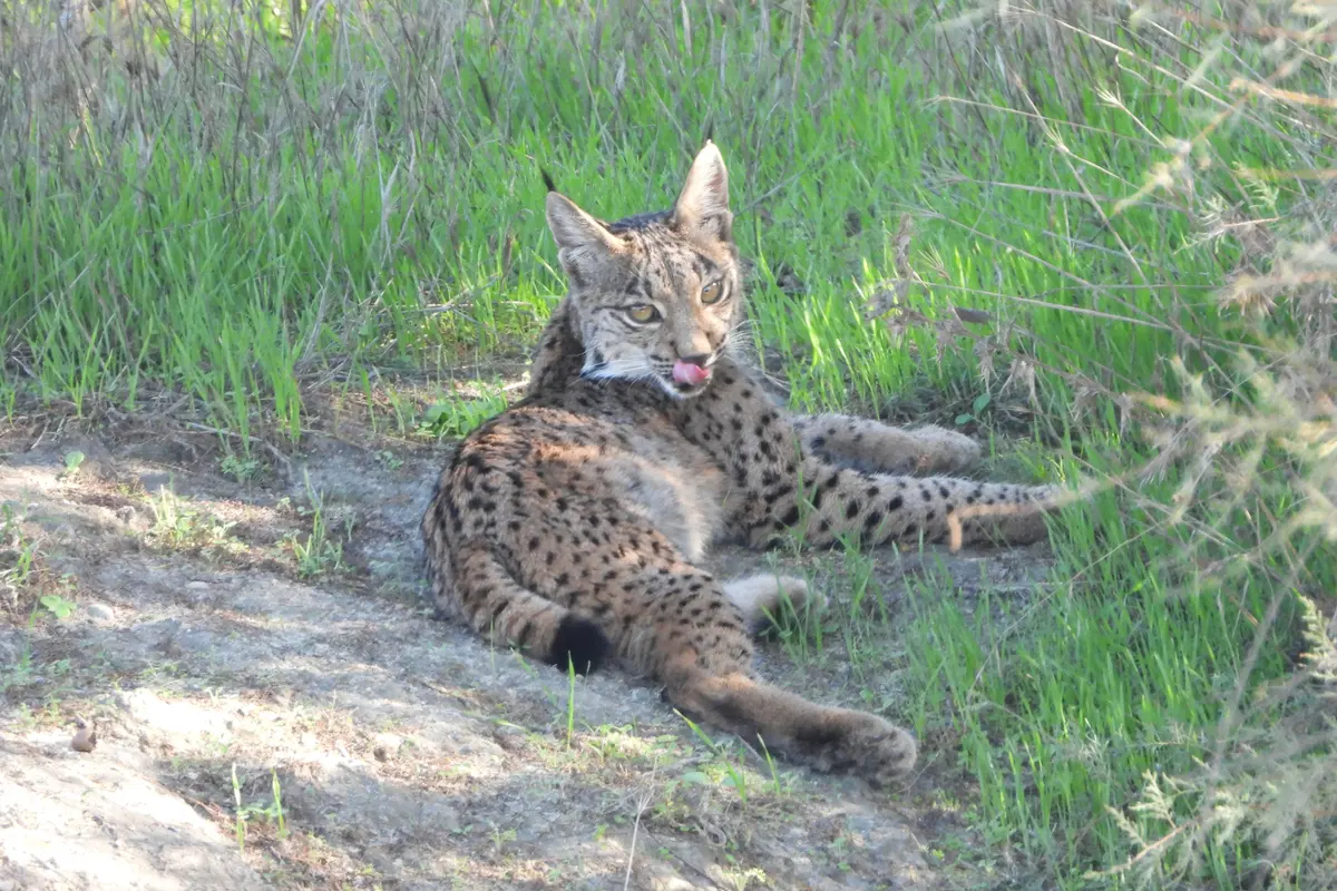 Excursión privada al Parque Nacional de Doñana desde Sevilla