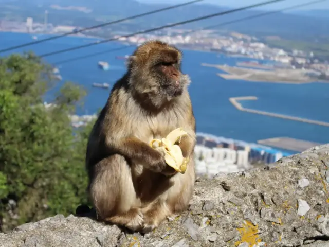 Excursión privada a Gibraltar desde Sevilla