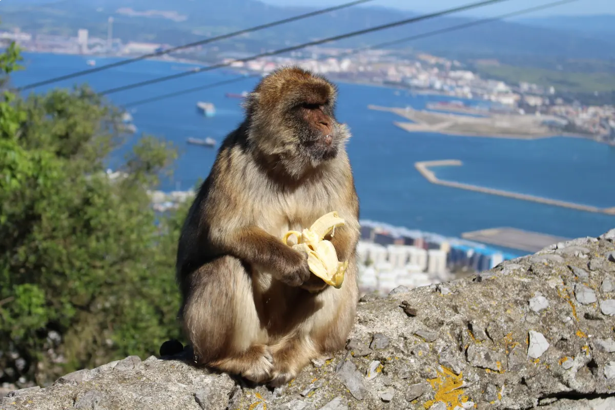 Excursión privada a Gibraltar desde Sevilla