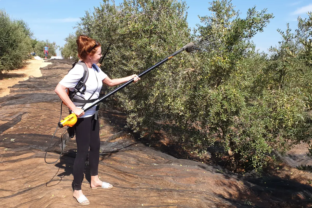 Visita al olivar y almazara de aceite