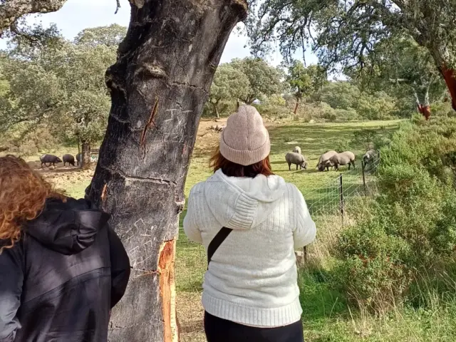 Excursión a Aracena y Ruta del Cerdo Ibérico