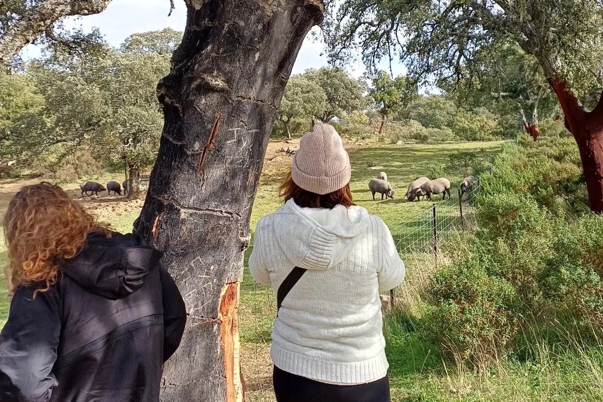 Excursión a Aracena y Ruta del Cerdo Ibérico