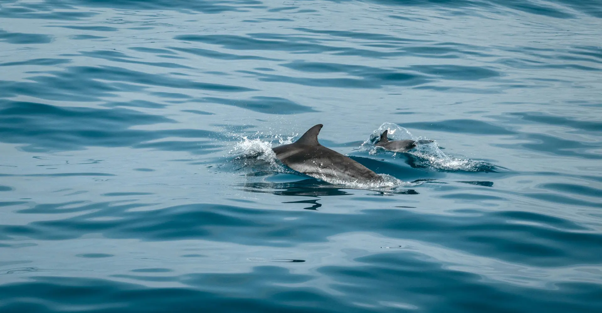 Avistamiento de delfines desde Sevilla