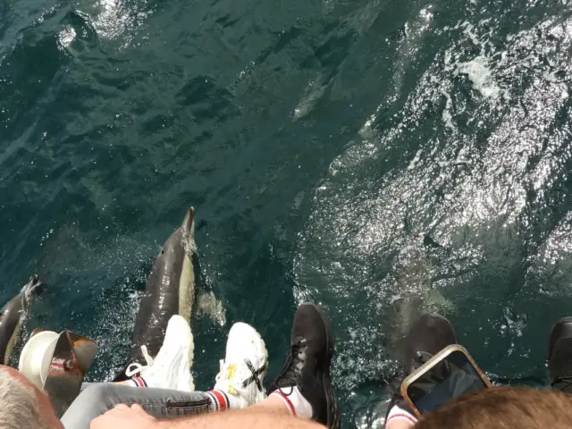 Avistamiento de delfines desde Sevilla