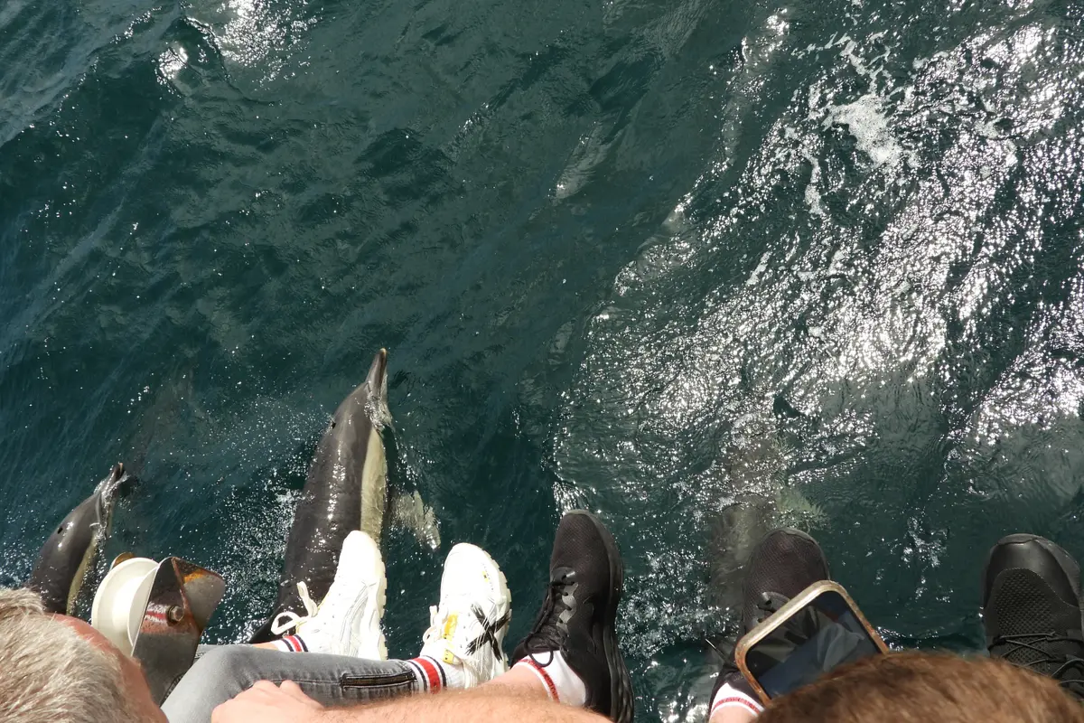 Avistamiento de delfines desde Sevilla