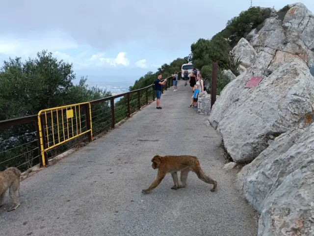 Excursión a Gibraltar desde Sevilla