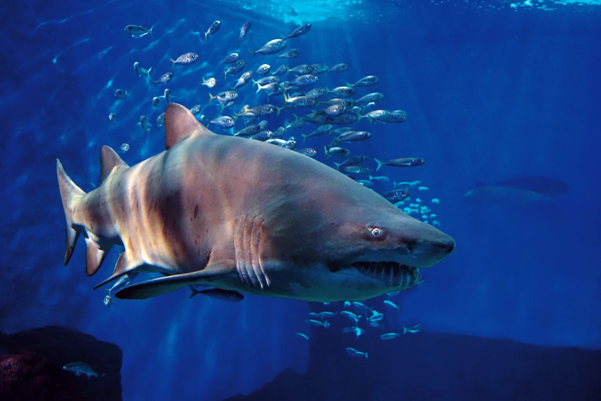 Visita al Acuario de Sevilla