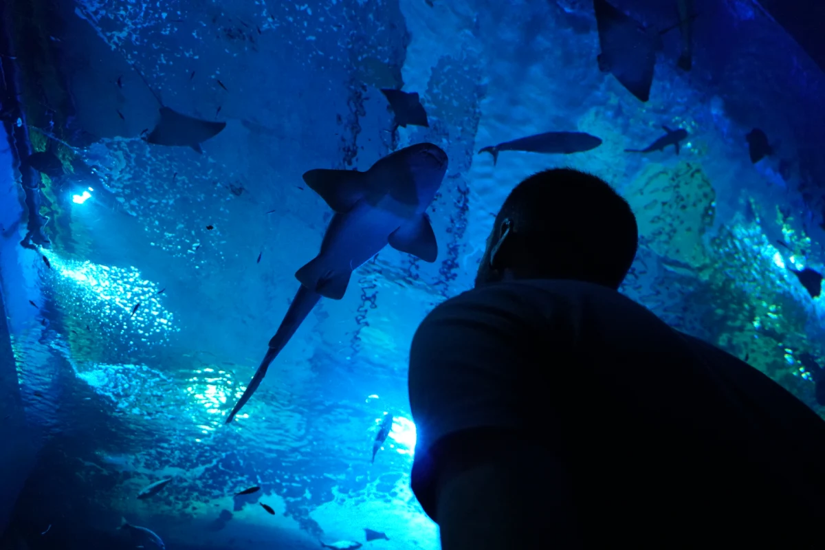 Visita al Acuario de Sevilla
