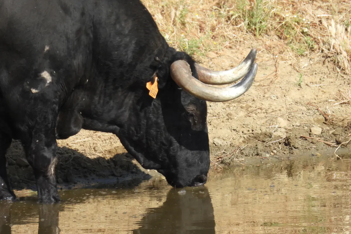 Visita a una ganadería de Toros Bravos en Sevilla