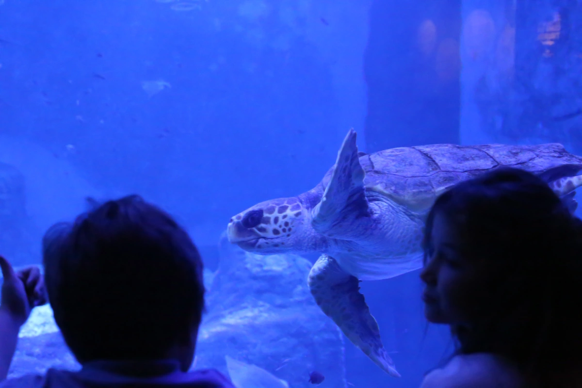 Visita al Acuario de Sevilla