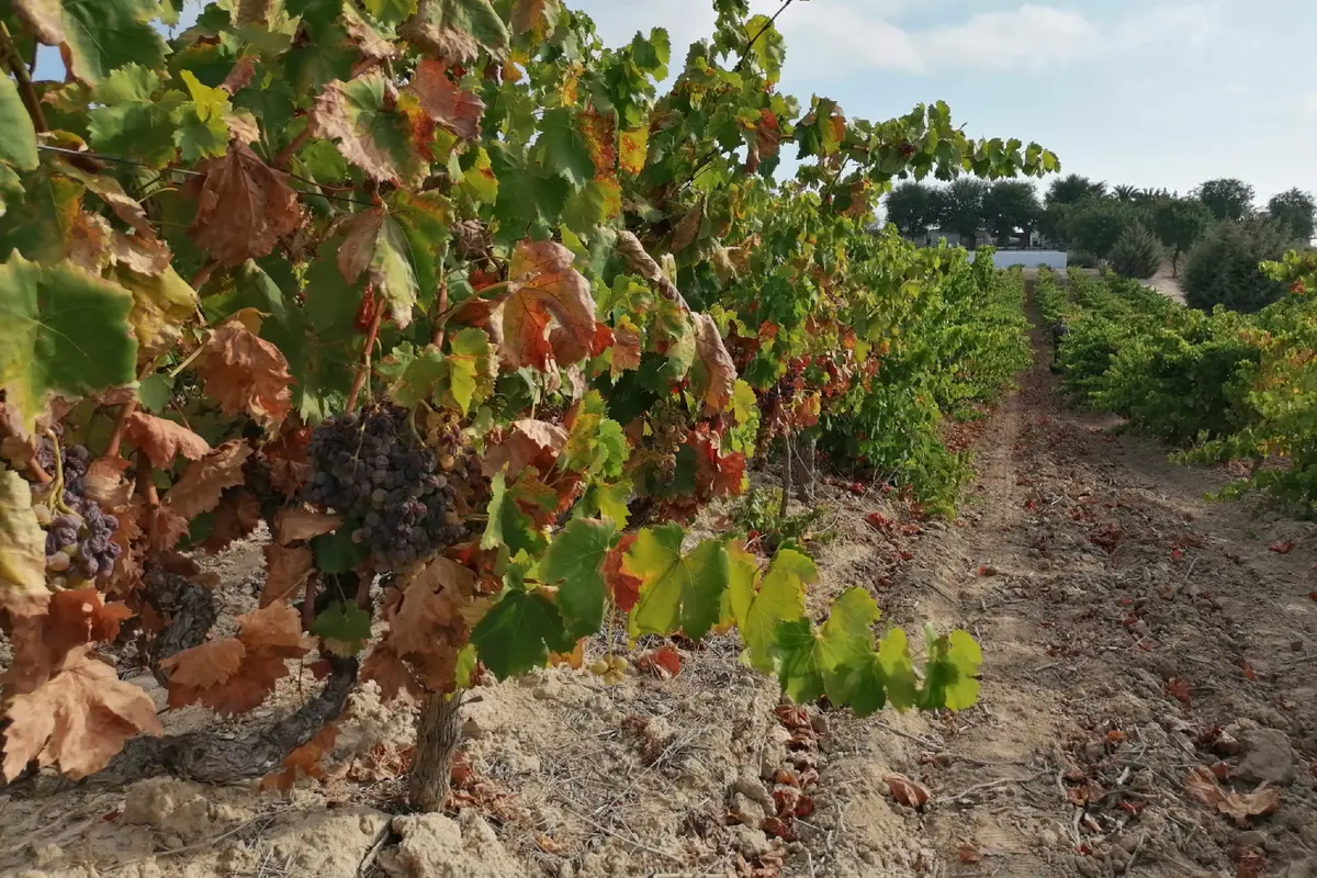 Excursión a una bodega desde Sevilla